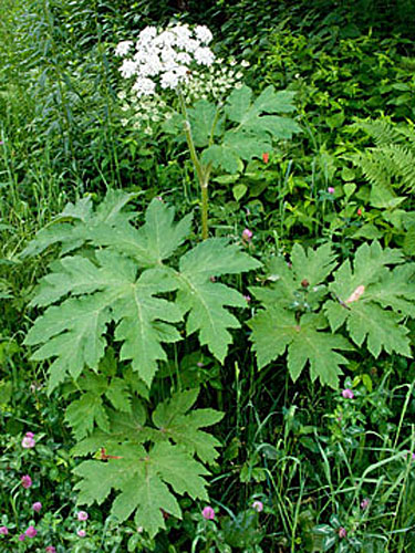note the large leaves